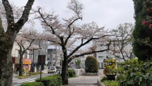 立石さくら通りの桜と歩道