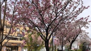 桜新町駅前通りのピンクの八重桜
