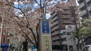 桜新道の八重桜とバス停