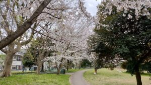 赤羽台さくら並木公園の桜並木