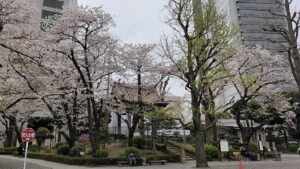 横網町公園の桜