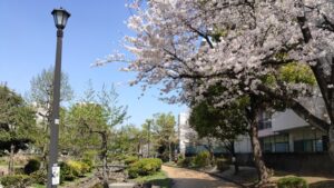 大横川親水公園の園路と桜