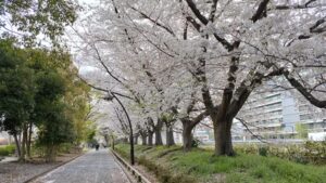 猿江恩賜公園の桜並木