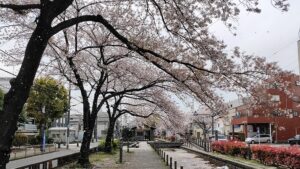 曳舟川親水公園の水辺と桜