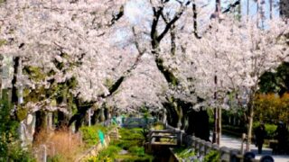 呑川親水公園の桜と川
