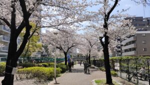 大横川親水公園の小さな桜並木