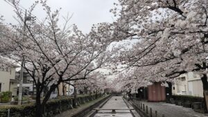 曳舟川親水公園の桜並木