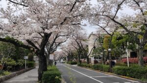 立石さくら通りの桜と車道と歩道