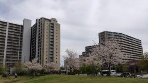葛飾にいじゅくみらい公園の桜並木