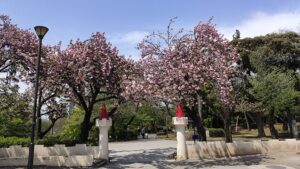 飛鳥山公園児童エリアの八重桜