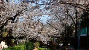 呑川親水公園の桜