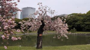 浜離宮恩賜庭園の八重桜