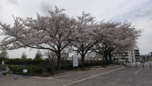 柴又公園の桜2