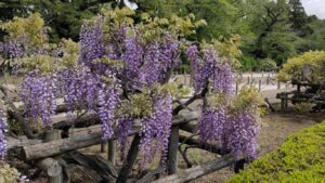 神代植物公園の櫓仕立ての紫のフジ