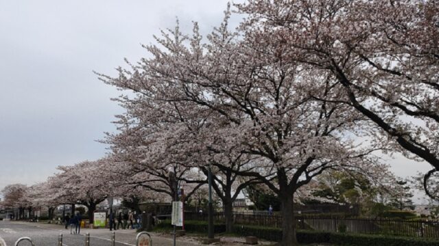 柴又公園の桜