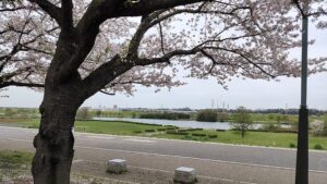 柴又公園の桜と江戸川