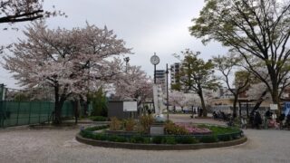 渋江公園の桜と時計台