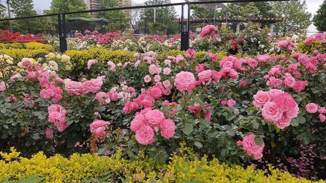 新田さくら公園のピンクのバラ
