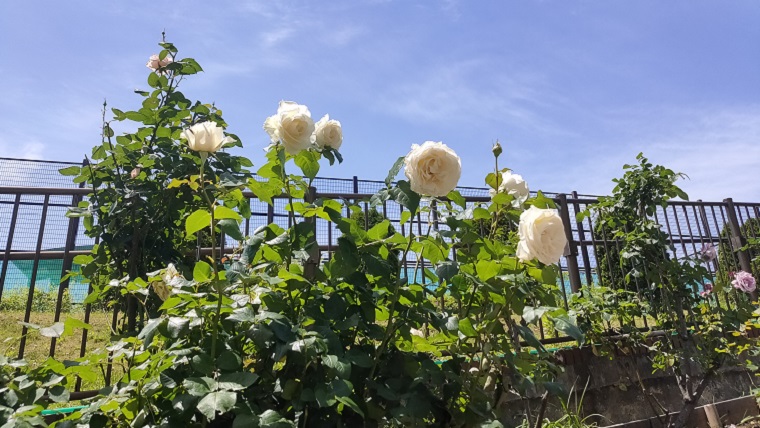 豊住公園ローズパティオの白いバラ