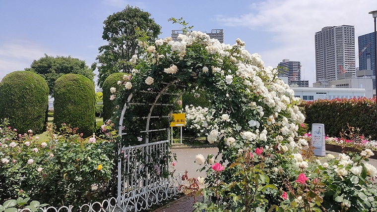 芝浦中央公園のバラと周辺の景色