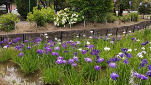 しょうぶ沼公園のハナショウブと紫陽花