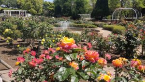 総合レクリエーション公園のバラと噴水