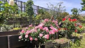 豊住公園ローズパティオのピンクのバラ