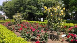 大蔵運動公園の黄色と赤のバラ