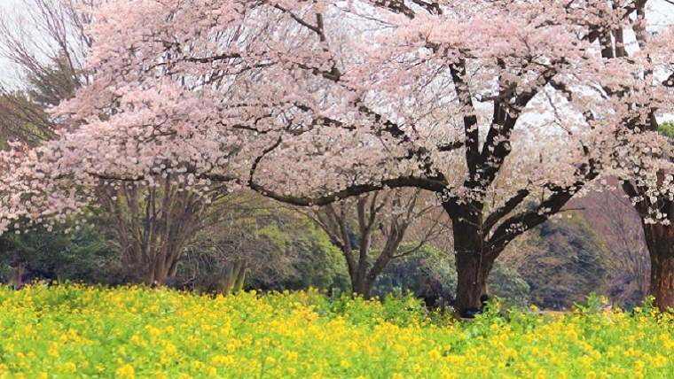 国営昭和記念公園の菜の花と桜