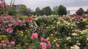 新田さくら公園の色とりどりのバラ