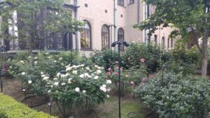 赤坂プリンスクラシックハウスの白いバラ