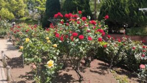 総合レクリエーション公園の赤と黄色のバラ