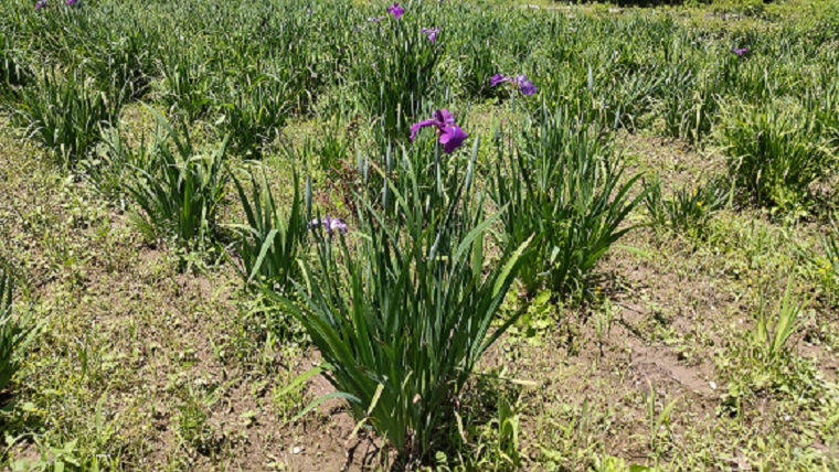 ときがわ花菖蒲園の紫のハナショウブ