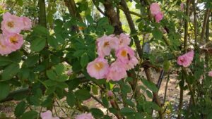 平成の森公園バラの小径のバラ