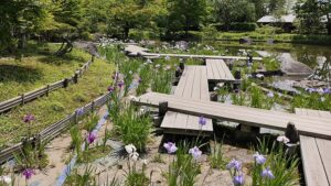 昭和記念公園日本庭園の花菖蒲と木道