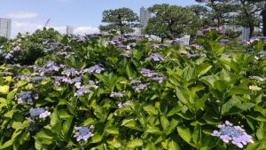 浜離宮恩賜庭園の青い紫陽花