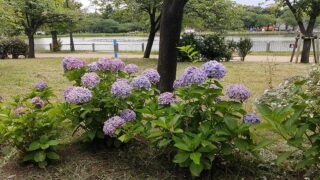 浮間公園の紫陽花と池