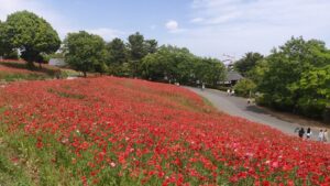 昭和記念公園花の丘からのシャーレーポピー