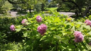 皇居東御苑富士見多門の紫陽花