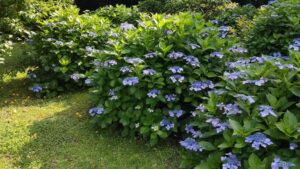旧芝離宮恩賜庭園の青い紫陽花