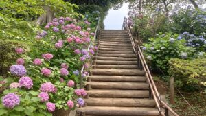 多摩川台公園の階段と紫陽花