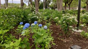 篠崎公園の青い紫陽花