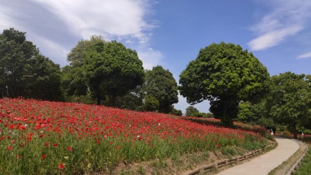 昭和記念公園花の丘のシャーレーポピー