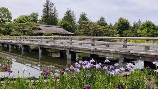 昭和記念公園日本庭園の花菖蒲