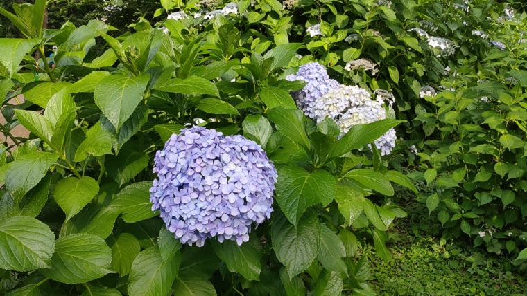 新宿御苑の青い紫陽花