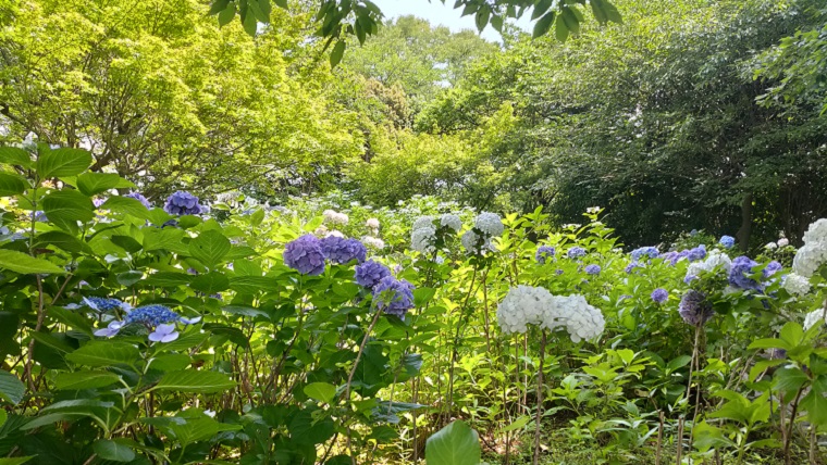 多摩川台公園の紫陽花の群生