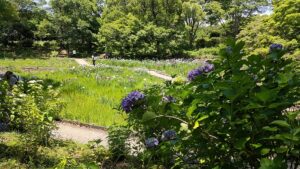昭和記念公園水鳥の池北東部の紫陽花