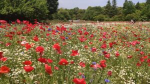 昭和記念公園花の丘のシャーレーポピーと春の花