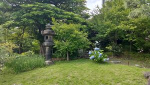 旧芝離宮恩賜庭園の紫陽花と石灯籠