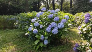 新宿御苑の青い紫陽花